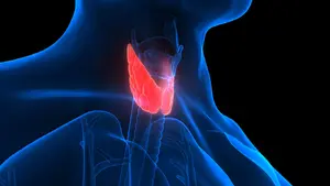 Image of the Anatomy of Human Body Glands Lobes of the Thyroid Gland.